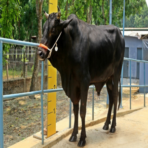 Male - Bull (ষাঁড়)